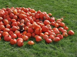 Many orange hokkaido pumpkins