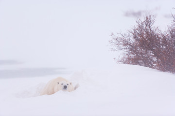 Obraz na płótnie Canvas Polar Bear (Ursus maritimus), Churchill, Hudson Bay, Manitoba, Canada, America