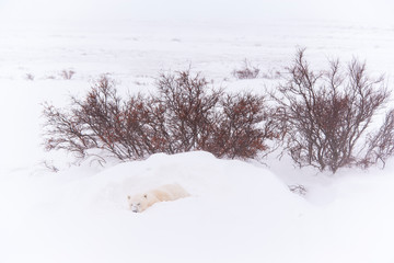 Polar Bear (Ursus maritimus), Churchill, Hudson Bay, Manitoba, Canada, America