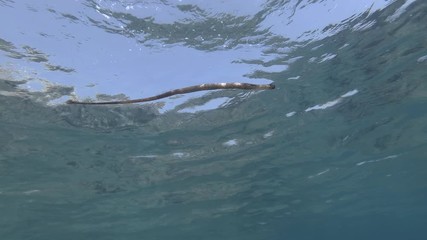 Slow motion, Pipefish slowly swim under surface in the blue water. Low-angle shot. Broadnosed Pipefish, Snouted Pipefish or High-snouted Pipefish (Syngnathus typhle) Underwater shot. Mediterranean Sea