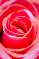 Pink rose up close