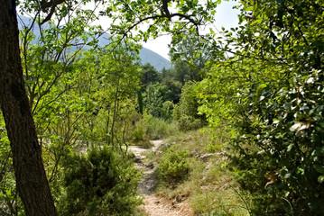 Fototapeta premium Vista lungo il sentiero 208 fosso dell'eremo a Piobbico