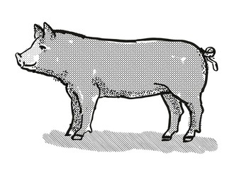 Berkshire Pig Breed Cartoon Retro Drawing