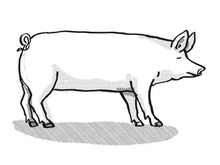 Large White Pig Breed Cartoon Retro Drawing