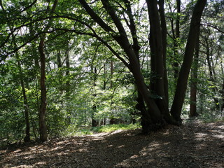 Waldweg mit Waldlichtung und alten Bäumen im Sommer bei Sonnenschein am Hermannsweg im Teutoburger Wald in Oerlinghausen bei Bielefeld in Ostwestfalen-Lippe