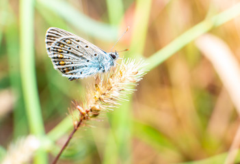 macro butterfly, closeup of butterfly resting on flower