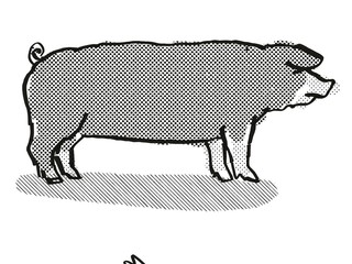 Poland China Pig Breed Cartoon Retro Drawing