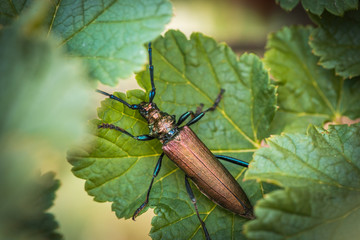 Aromia moschata longhorn beetle green. Aromia moschata on leaf. Close up.