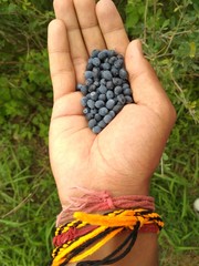 handful of fresh blueberries