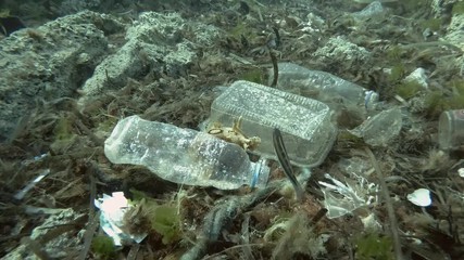  Plastic pollution, A beautiful nudibranch sea hare crawls along plastic debris on the seabed. Nudibranch or Sea slug Spotted sea hare (Aplysia dactylomela)