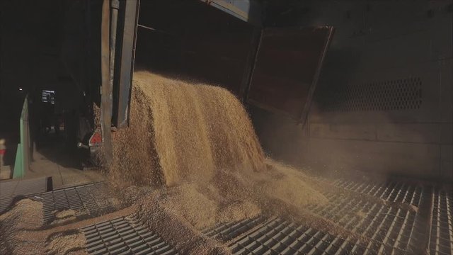Slow motion frame of wheat unloading from a truck to a warehouse, slow motion frame of wheat loading at a warehouse
