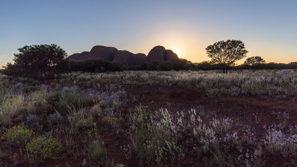 Trees in australian outback at the end of the day