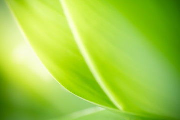 Nature of green leaf in garden at summer. Natural green leaves plants using as spring background cover page greenery environment ecology wallpaper