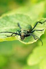 Musk beetle - Aromia moschata - Close-up of the mouthparts. Green aromia moschata.