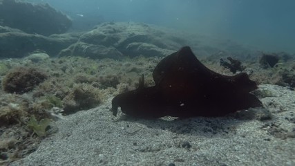 Sea Hare crawls on a sandy bottom. Nudibranch or sea slug - Black sea hare, Mottled Seahare or Sooty Seahare (Aplysia fasciata). Underwater shot. Mediterranean Sea, Europe.