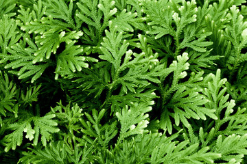 Backdrop of Green fern  leaves pattern background. Natural background and wallpaper.