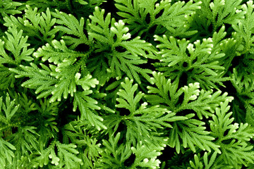 Backdrop of Green fern  leaves pattern background. Natural background and wallpaper.