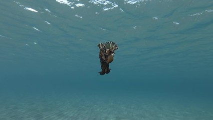Slow Motion, Sea Hare slowly swim under surface in the blue water. Nudibranch or sea slug - Mottled Seahare or Sooty Seahare (Aplysia fasciata). Underwater shot. Mediterranean Sea, Europe.