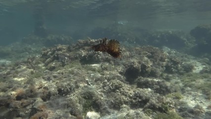 Sea Hare swim above a rocky bottom with algae. Nudibranch or sea slug - Mottled Seahare or Sooty Seahare (Aplysia fasciata). Underwater shot. Mediterranean Sea, Europe.