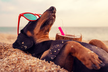 cute dog of dachshund, black and tan, buried in the sand at the beach sea on summer vacation holidays, wearing red sunglasses with coconut cocktail