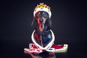 Black and tan adorable singing dachshund dog, in a royal mantle and a crown on the stage during the show.