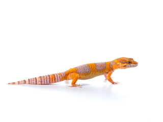 Fototapeta premium Leopard Gecko, cute pet that looks like a smile all the time Standing on a white background