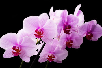 Fototapeta na wymiar Beautiful soft Pink strips phalaenopsis Orchid Flower around black background.
