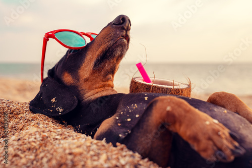 cute dog of dachshund, black and tan, buried in the sand at the beach sea on summer vacation holidays, wearing red sunglasses with coconut cocktail