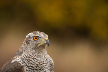 Northern goshawk, Accipiter gentilis