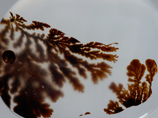 macro mineral stone Agata muschiata on a white background close-up