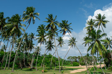 Fototapeta na wymiar palm trees on the Indian beach