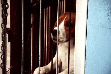 Beagle dogs who want to leave the house to play but the owner is not there.