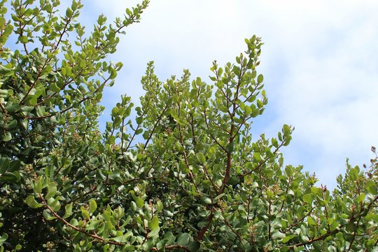 This native plant, growing near Ballona Freshwater Marsh of Los Angeles, is casually referred to as Lemonade Sumac and botanically as Rhus Integrifolia.