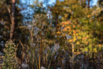 Golden autumn landscape in a magical forest with ferns and red-yellow trees