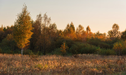 Golden autumn landscape in a magical forest with ferns and red-yellow trees