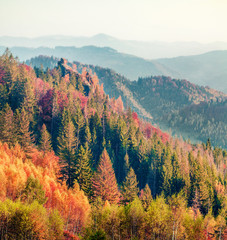 Colorful autumn scene of Carpathians. Impressive morning view of Sokilsky ridge, Ukraine, Europe. Beauty of nature concept background. Instagram filter toned. Orton Effect.