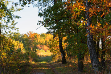 Golden autumn landscape in a magical forest with ferns and red-yellow trees