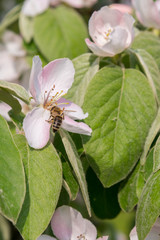 close up bumble bee on pink cosmos flower pollen background, insect in summer. Bumble bee on bright pink flower. Bee on quince flower. vertical photo