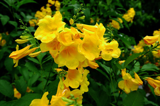 beautiful yellow flowers, yellow trumpet bush, yellow bells full bloom on tree