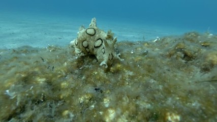 Sea Hare crawls on a rocky bottom covered with algae on blue water background. Nudibranch or sea slug - Spotted Sea Hare (Aplysia dactylomela). Underwater shot. Mediterranean Sea, Europe.