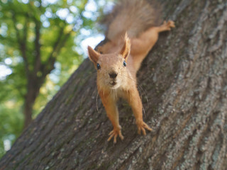 Portrait of a little funny squirrel baby in the park in autumn day. Squirrel on the tree trunk. Squirrel begging nuts. She looking at camera.