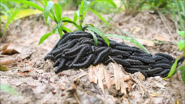Larvae of Pergid Sawflies (Perreyia lepida) moving together in fast motion