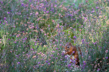 red squirrel, Sciurus vulgaris, close up surrounded by purple/lilac heather blooms within a Scottish pine forest during Autumn, September.  - 291133471
