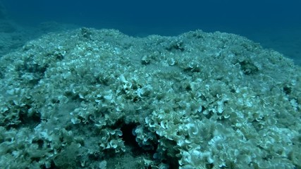 Slow motion, Underwater landscape rocky bottom covered with brown alga peacock's tail (Padina pavonica) Camera slowly moving forwards