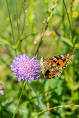 Butterfly on a purple flower on the field. close up. vertical photo