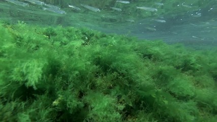 School of fish sand smelt or silverside swim over reef with green algae on shallow water. 