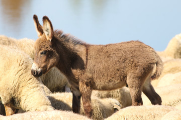 Fototapeta premium Baby donkey in a flock of sheep
