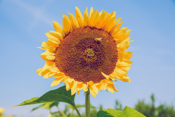 City Brukna, Latvia Republic. Park with sunflowers. Green leafs and sunny day. Sep 9. 2019 Travel photo.