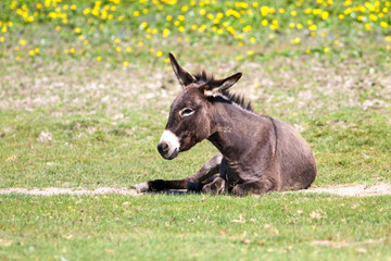 Donkey is resting on the floral pasture