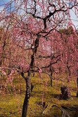 Obraz premium 城南宮の梅